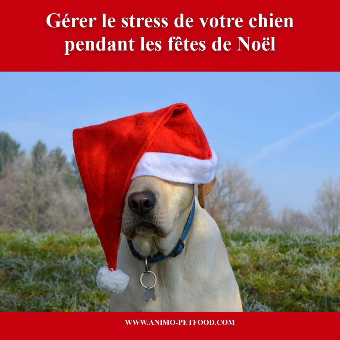stress chien-conseils stress chien